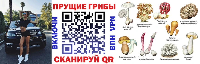 Псилоцибиновые грибы мицелий  Нововоронеж 